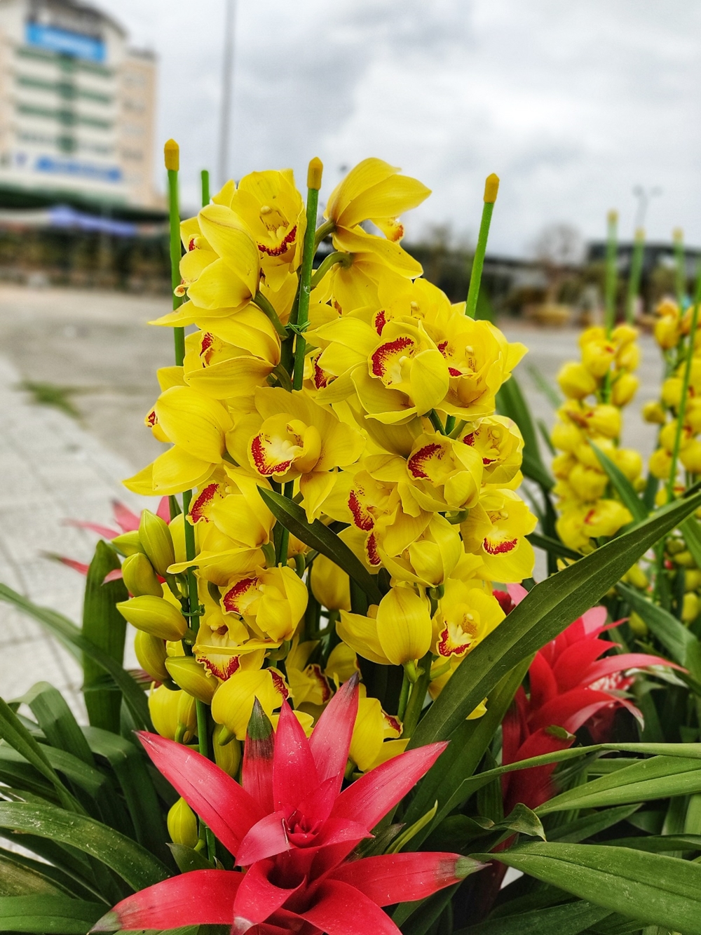 Nhiều loại hoa được nhập về chợ để đáp ứng nhu cầu đa dạng của người tiêu dùng.